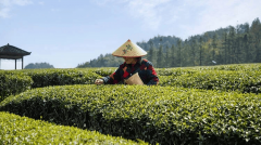 政策指引方向 直销与乡村振兴的双向奔赴